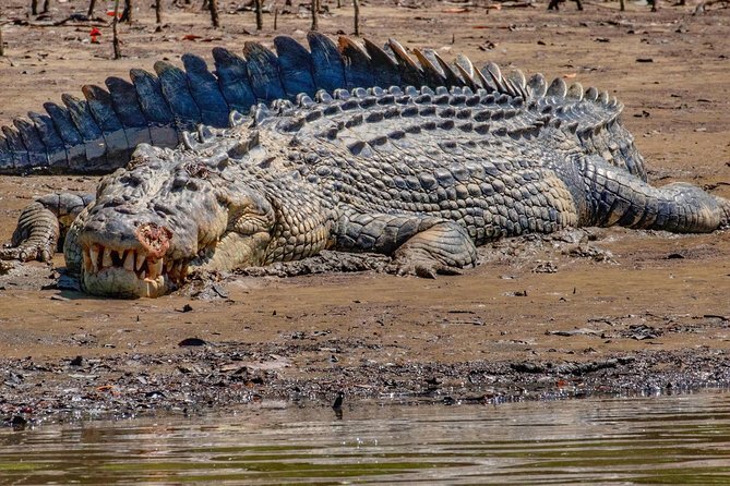 Solar Whisper Daintree River Crocodile and Wildlife Cruise
