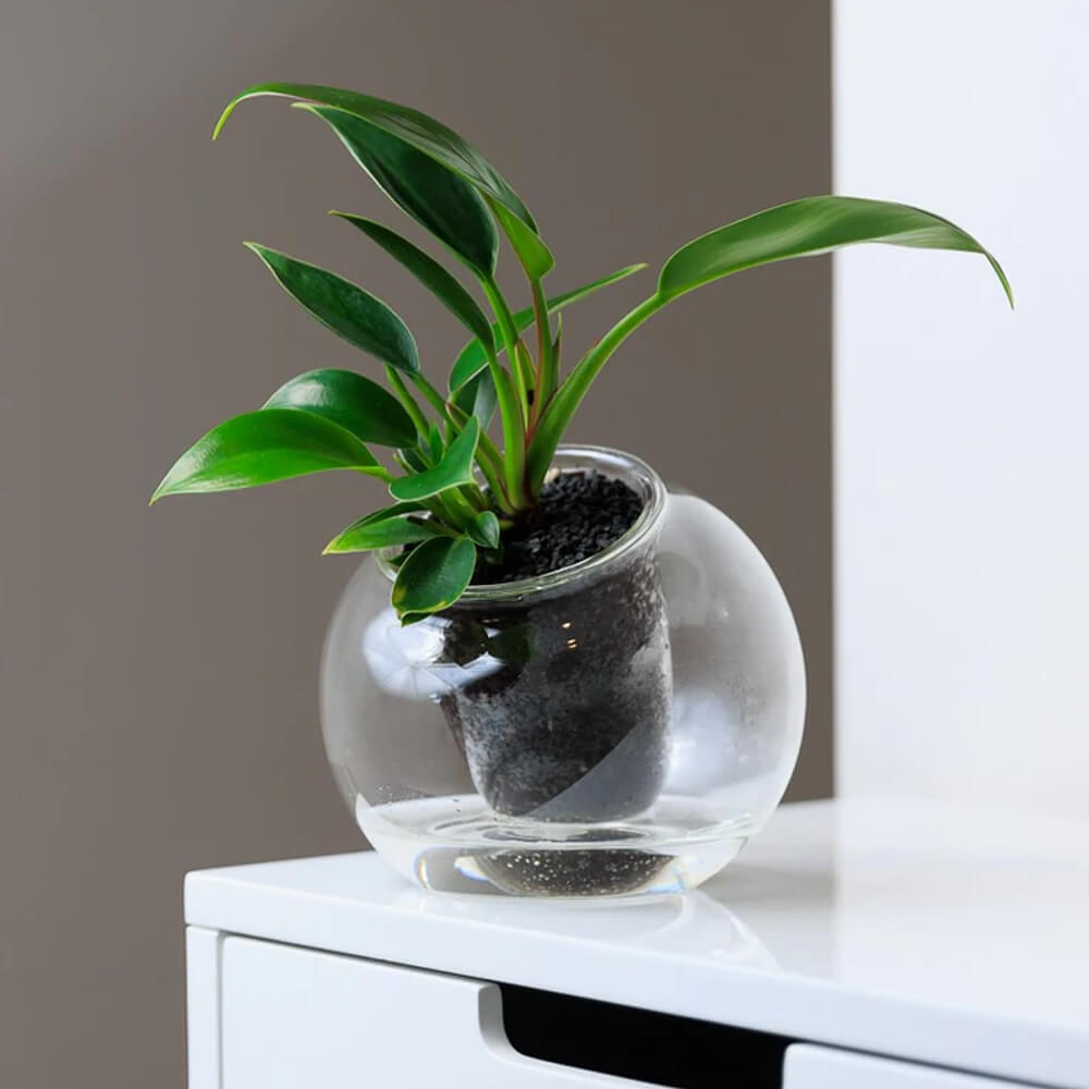 Tilted Self-Watering Glass Pot