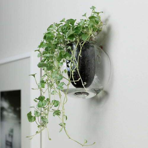 Wall Mounted Self-Watering Glass Pot