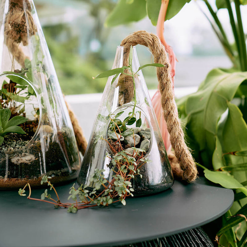 Hanging Plant Terrarium