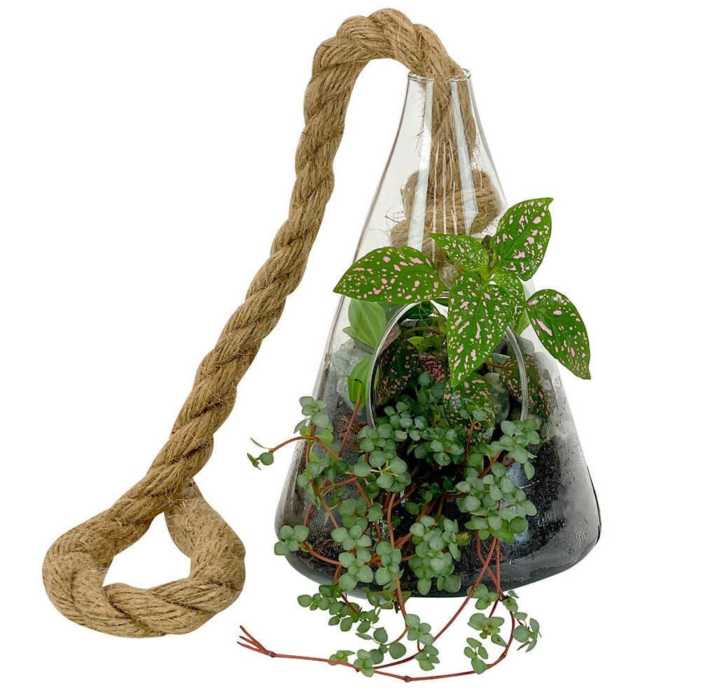 Hanging Plant Terrarium