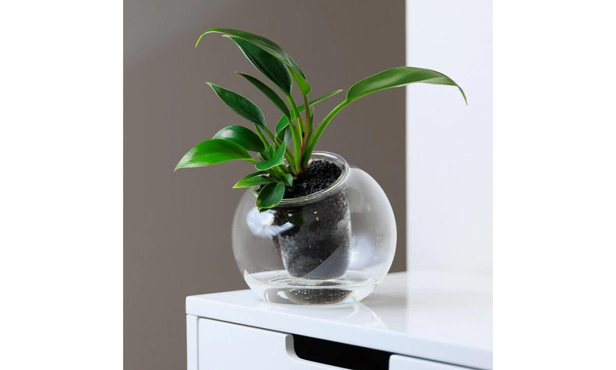Tilted Self-Watering Glass Pot
