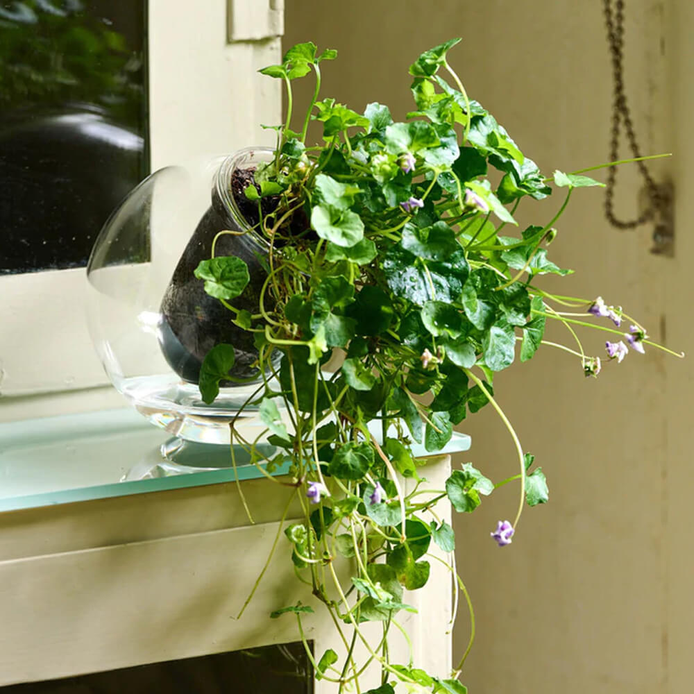 Tilted Self-Watering Glass Pot